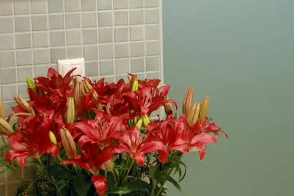 MİLENYUM HOUSE &amp; SUiTE - Resim 14