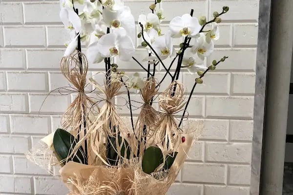 Alanya Çiçek Armağan Flowers Цветы - Resim 18