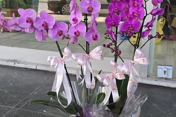 Alanya Çiçek Armağan Flowers Цветы - Resim 10