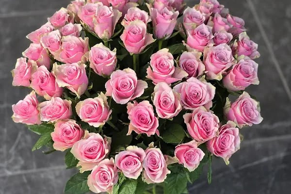 Alanya Çiçek Armağan Flowers Цветы - Resim 8