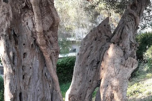 Karabağlar Belediyesi Ahmet Piriştina Doğa Sit Parkı - Resim 9