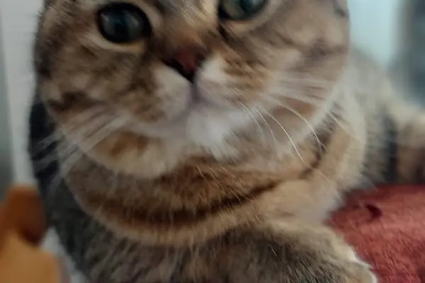 Turgutreis Veteriner - Pawspital Veteriner Kliniği - Resim 9