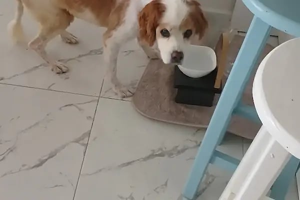 Turgutreis Veteriner - Pawspital Veteriner Kliniği - Resim 8