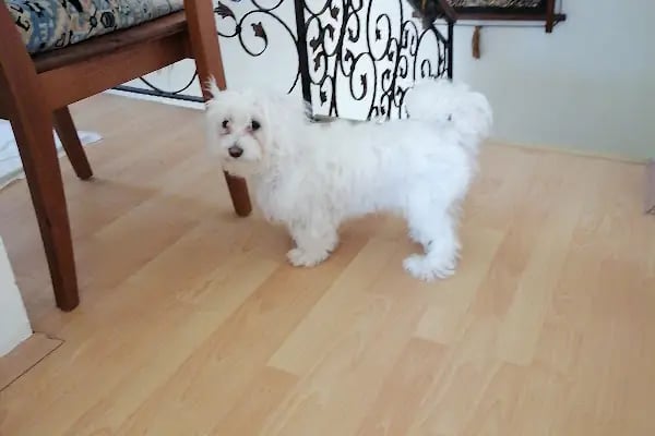 Turgutreis Veteriner - Pawspital Veteriner Kliniği - Resim 10