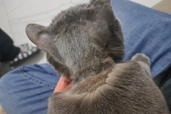 Turgutreis Veteriner - Pawspital Veteriner Kliniği - Resim 6