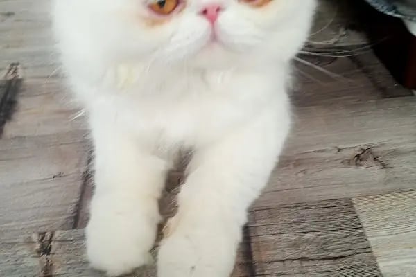 Turgutreis Veteriner - Pawspital Veteriner Kliniği - Resim 7