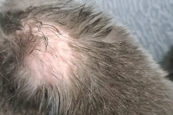 Turgutreis Veteriner - Pawspital Veteriner Kliniği - Resim 3