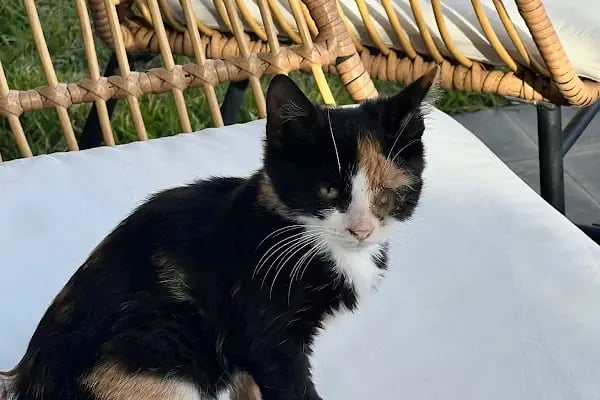 Turgutreis Veteriner - Pawspital Veteriner Kliniği - Resim 2
