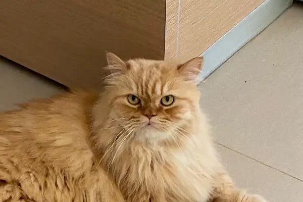 Turgutreis Veteriner - Pawspital Veteriner Kliniği - Resim 4