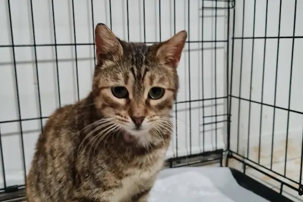 Haznedar Veteriner Kliniği, Bahçelievler İstanbul - Resim 4