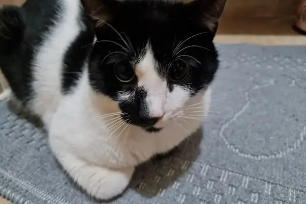 Haznedar Veteriner Kliniği, Bahçelievler İstanbul - Resim 13