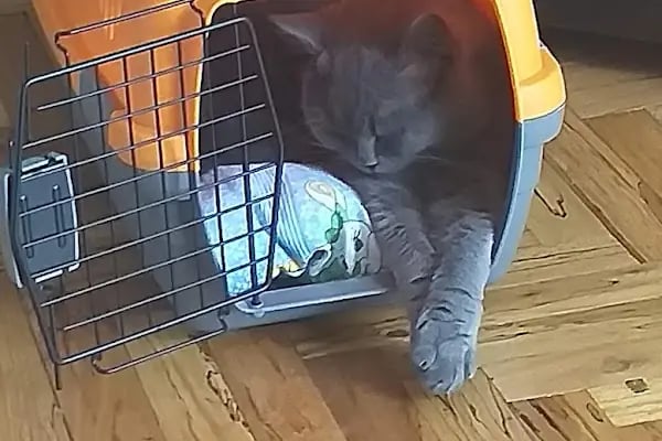 Haznedar Veteriner Kliniği, Bahçelievler İstanbul - Resim 17