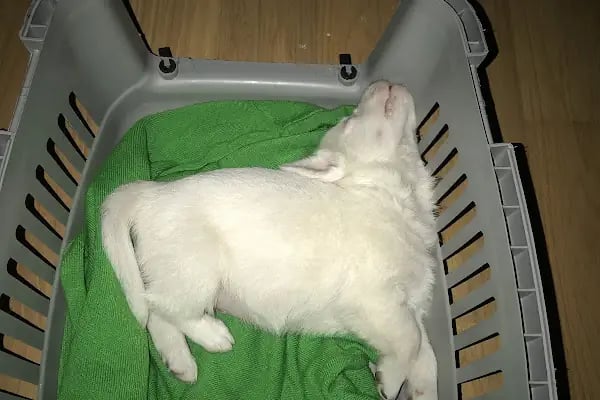 Haznedar Veteriner Kliniği, Bahçelievler İstanbul - Resim 12