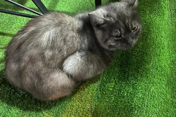 Haznedar Veteriner Kliniği, Bahçelievler İstanbul - Resim 8