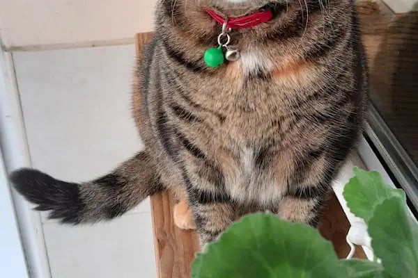 Haznedar Veteriner Kliniği, Bahçelievler İstanbul - Resim 10