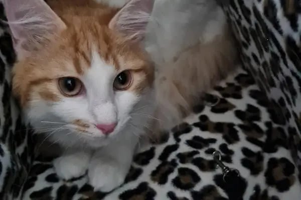 Haznedar Veteriner Kliniği, Bahçelievler İstanbul - Resim 15