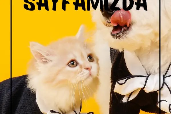Toyasu Akvaryum &amp; Pet Shop - Resim 7