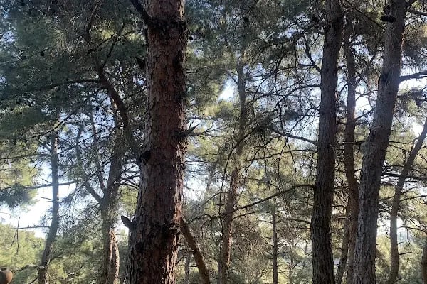 Foça Dome Glamping - Resim 18