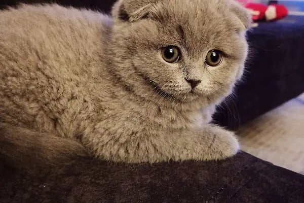 Mahmutlar Can petshop - Resim 9