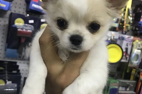 Mahmutlar Can petshop - Resim 11
