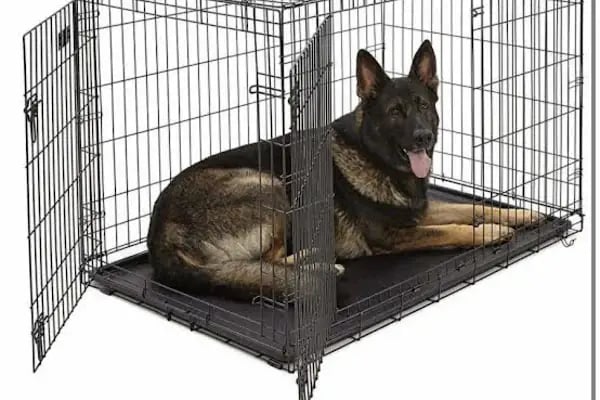 Mahmutlar Can petshop - Resim 3