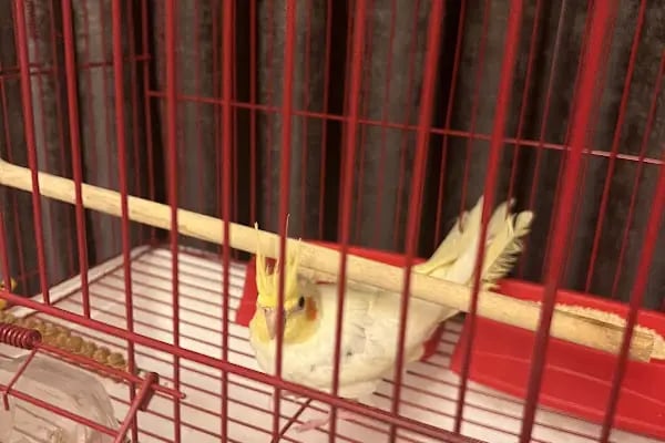 Mahmutlar Can petshop - Resim 7