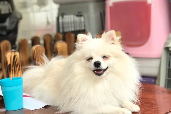 Mahmutlar Can petshop - Resim 5