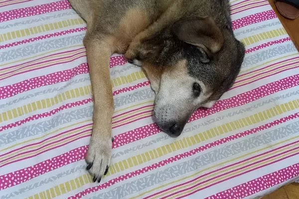 Vet Hayat Veteriner Kliniği - Resim 14