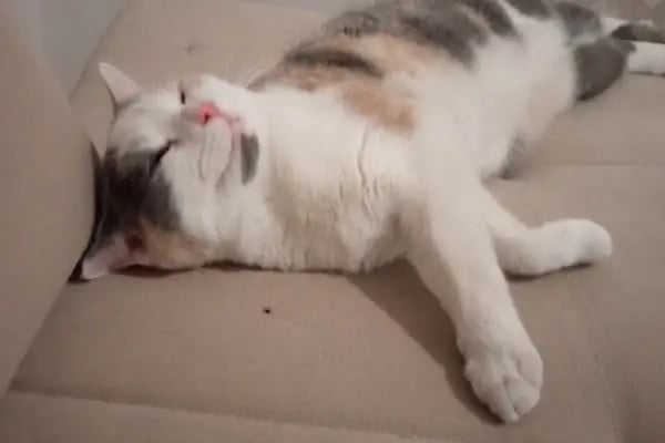 Vet Hayat Veteriner Kliniği - Resim 17