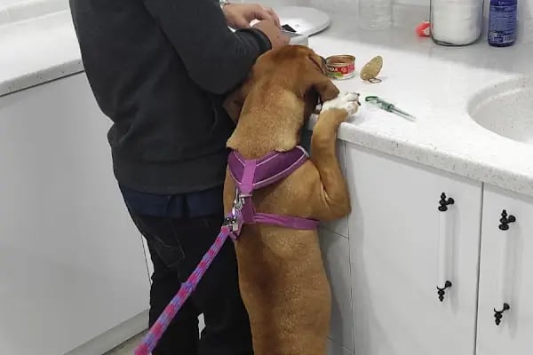 Vet Hayat Veteriner Kliniği - Resim 3