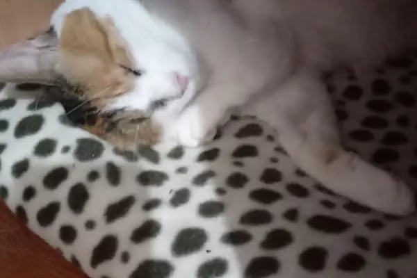 Vet Hayat Veteriner Kliniği - Resim 15