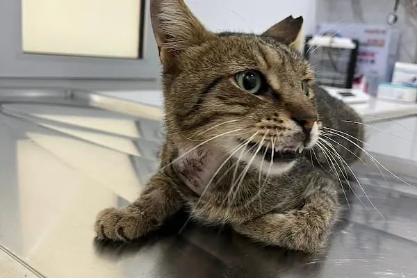 Vet Hayat Veteriner Kliniği - Resim 10