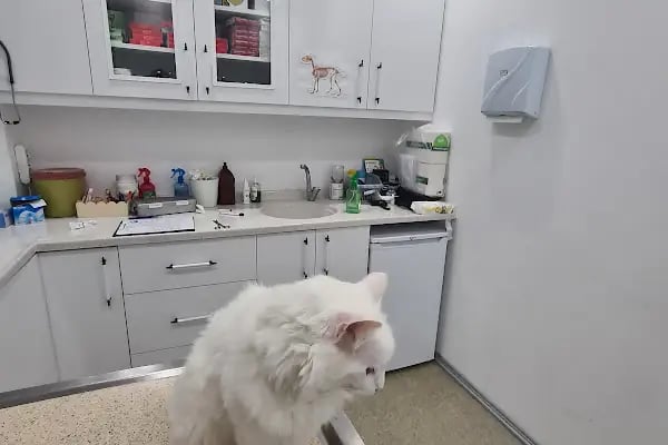 Vet Hayat Veteriner Kliniği - Resim 7