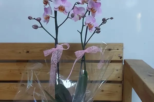 Pembe Çiçek Evi & Çikolata - Resim 3