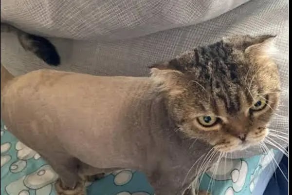 Küçükçekmece White Vet Veteriner Kliniği - Resim 13
