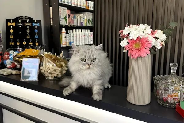 Küçükçekmece White Vet Veteriner Kliniği - Resim 4