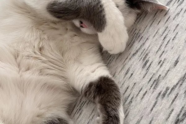 Küçükçekmece White Vet Veteriner Kliniği - Resim 12