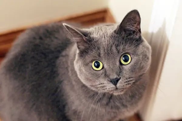 Küçükçekmece White Vet Veteriner Kliniği - Resim 14