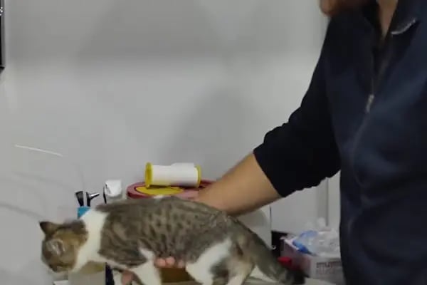 Küçükçekmece White Vet Veteriner Kliniği - Resim 20
