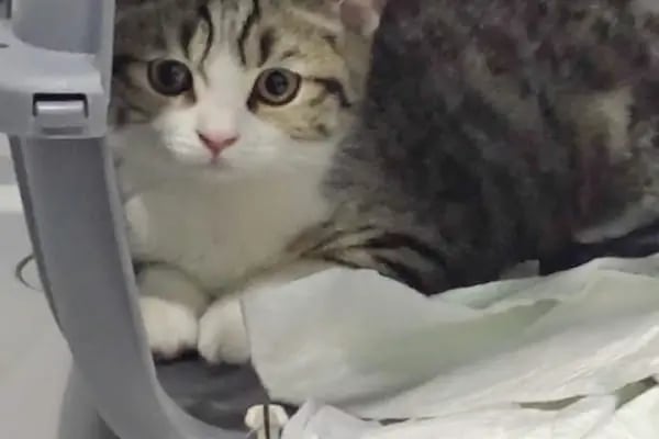 Küçükçekmece White Vet Veteriner Kliniği - Resim 7