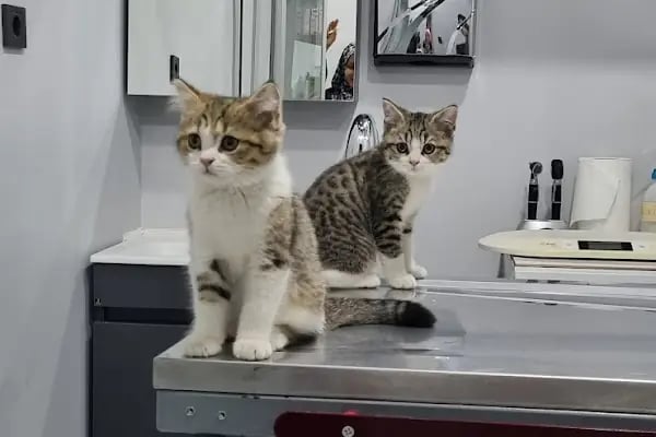Küçükçekmece White Vet Veteriner Kliniği - Resim 9