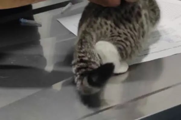 Küçükçekmece White Vet Veteriner Kliniği - Resim 17