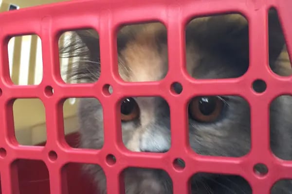 On7 Veteriner Kliniği Dalaman - Resim 6