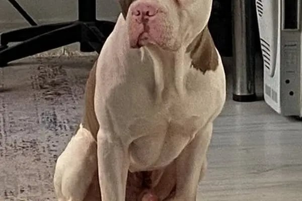 On7 Veteriner Kliniği Dalaman - Resim 5