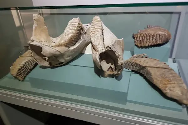 Kahramanmaraş Arkeoloji Müzesi - Resim 20