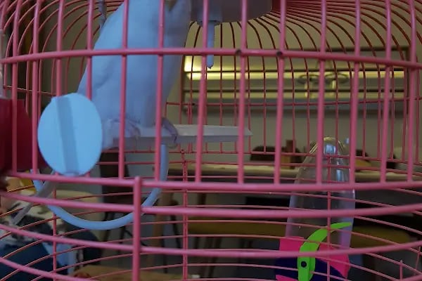Tekir Petshop - Resim 12