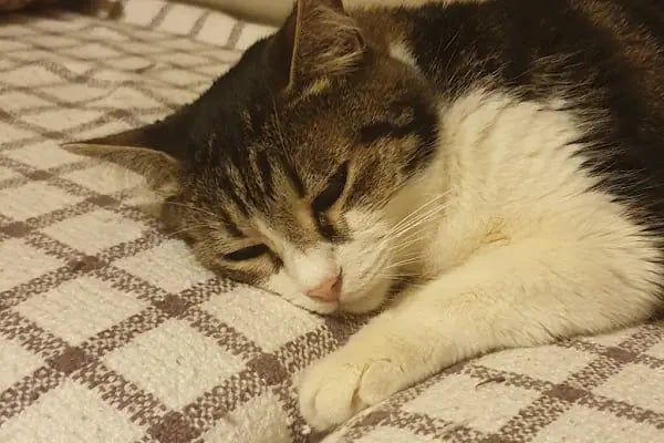 Ataköy Sevgi Veteriner Kliniği - Resim 5