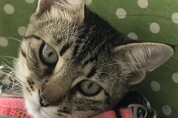 Ataköy Sevgi Veteriner Kliniği - Resim 3