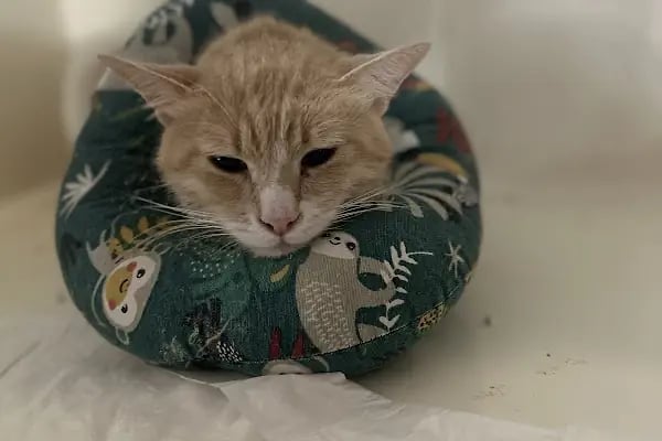 Ejder Veteriner Kliniği - Resim 15
