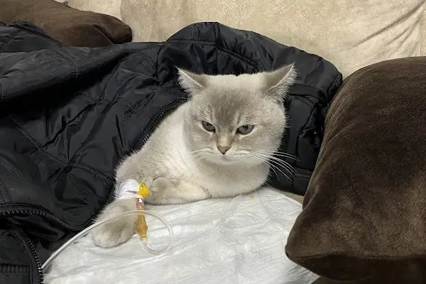 Ejder Veteriner Kliniği - Resim 7